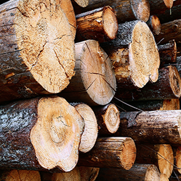 Opportunities under the new Forestry Sector BEE Code